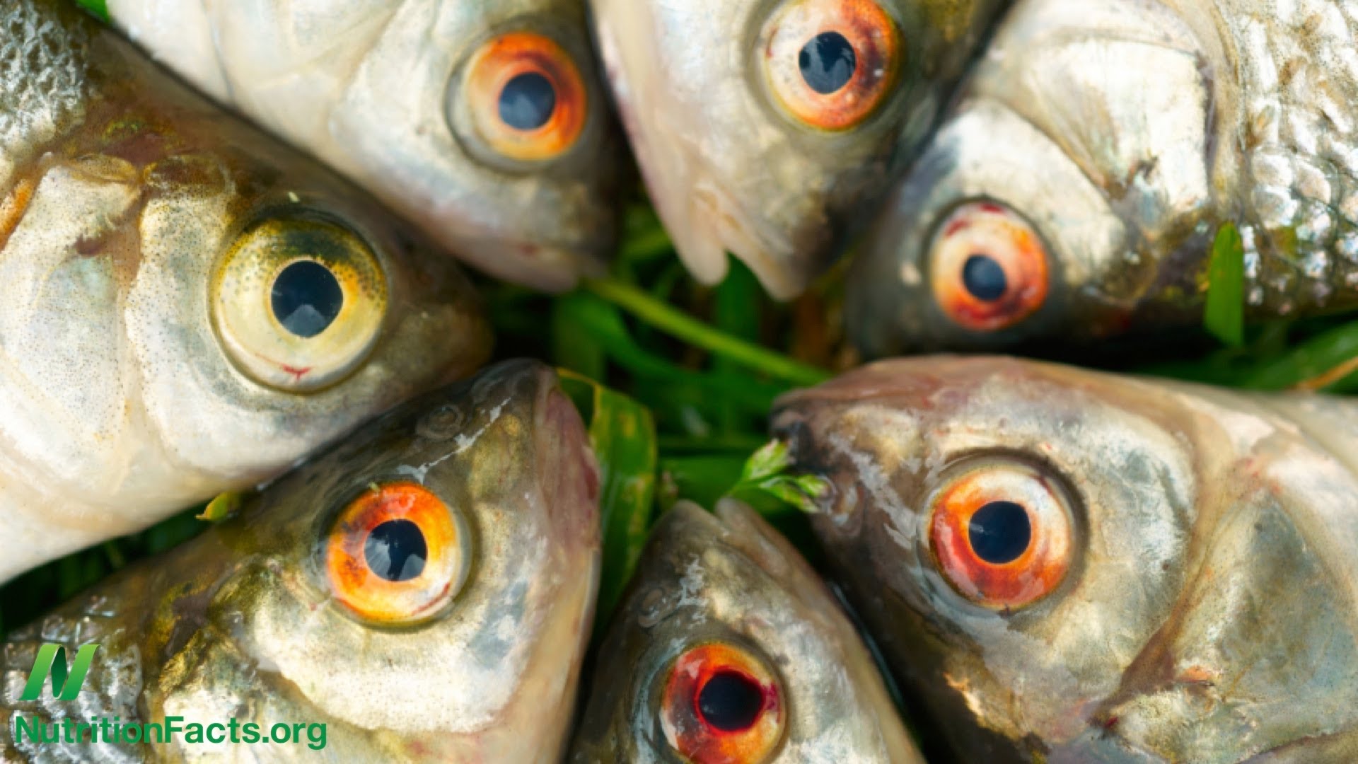Is Fish Oil Just Snake Oil?